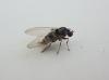 Polyporivora picta